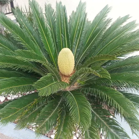 For A Family Veranda * Larnaca
